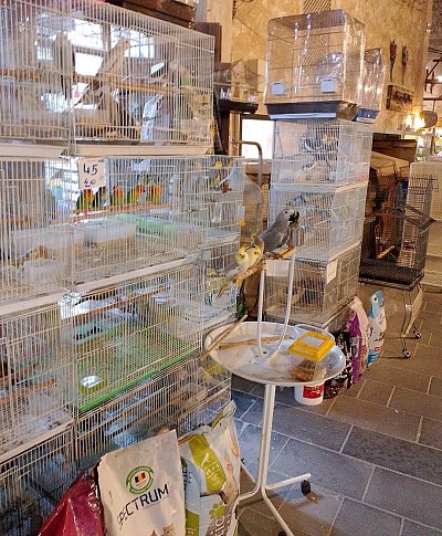 سوق الحمام والعصافير Bird Market